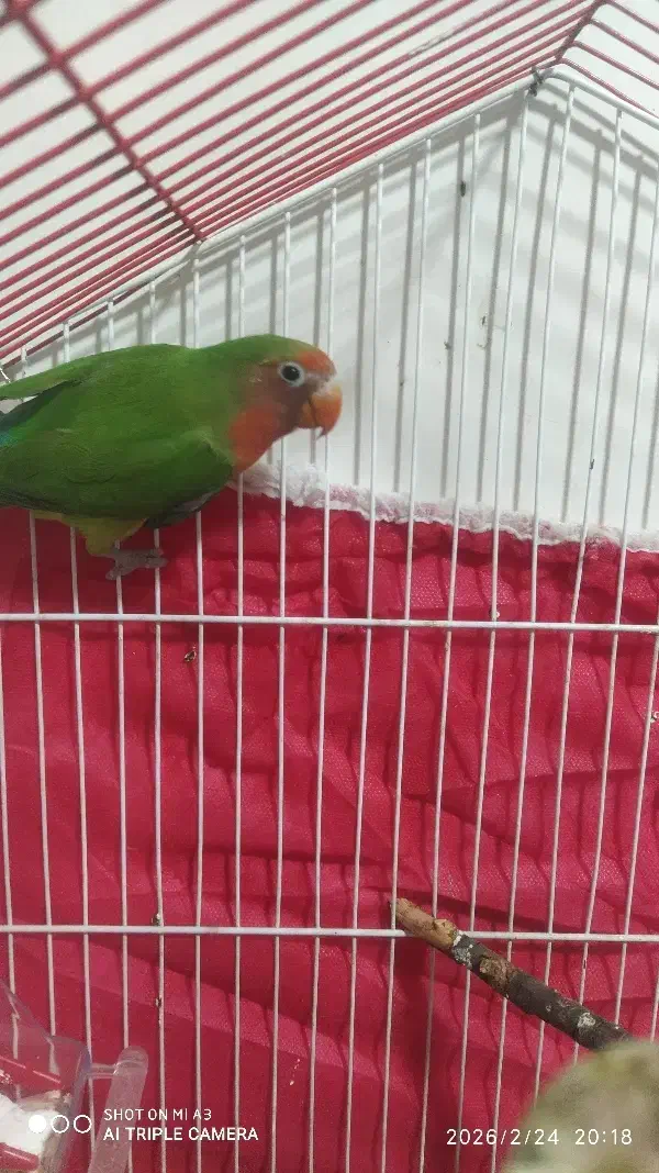 کوتوله نر|پرنده|بیرجند, |دیوار