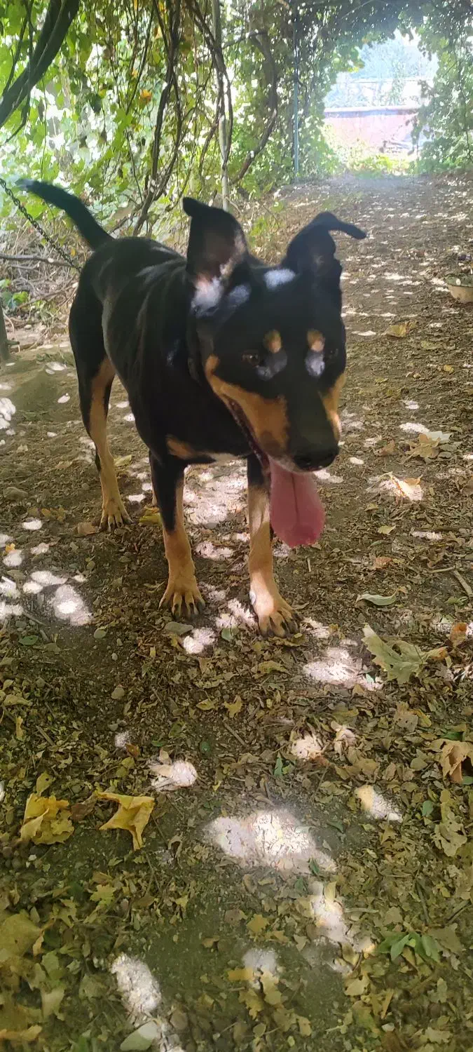 سگ دوبرمن مکس|سگ|تهران, مروارید شهر|دیوار