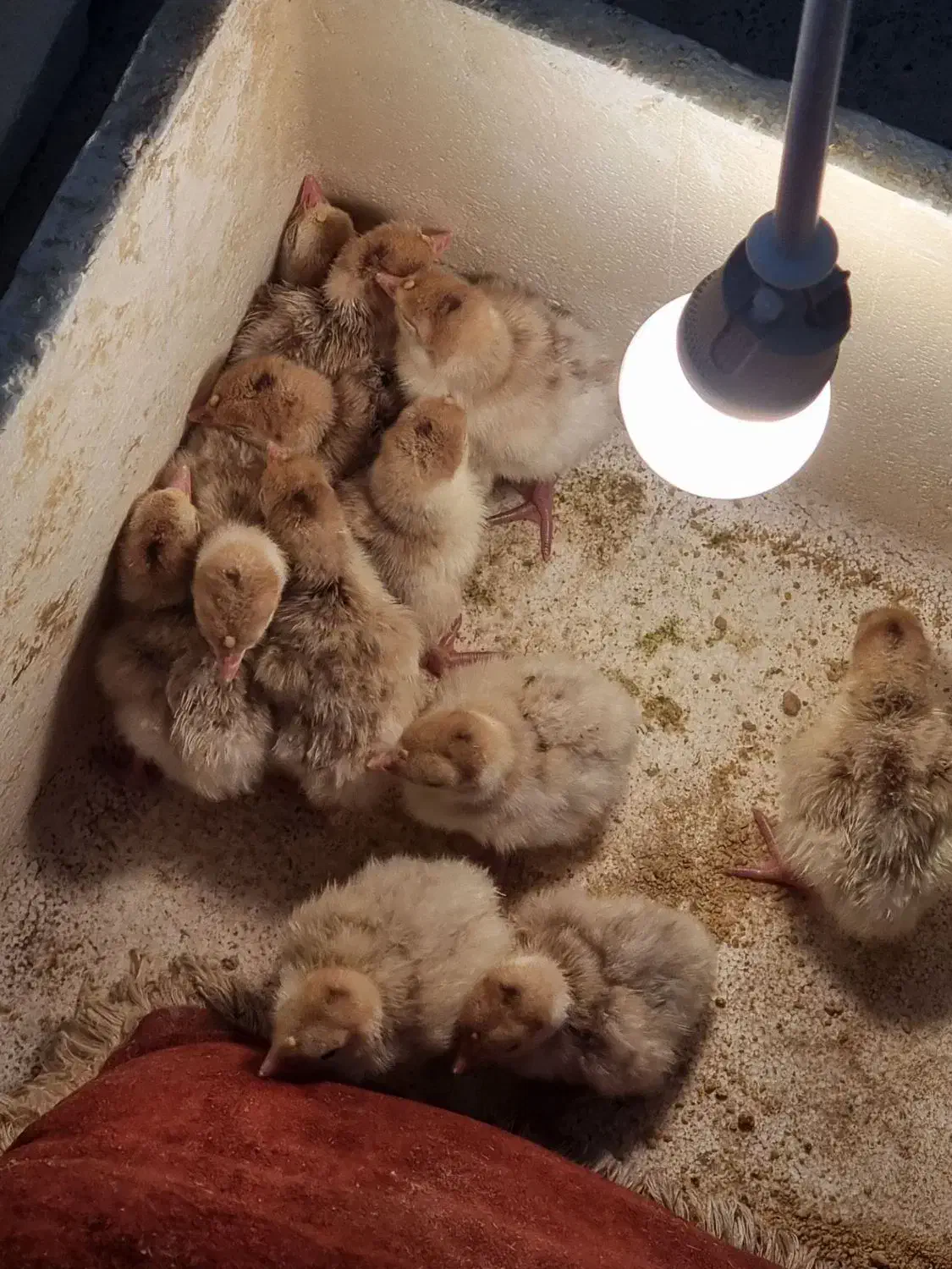 فروش ویژه جوجه بوقلمون نژاد بروبون|حیوانات مزرعه|کرمان, |دیوار