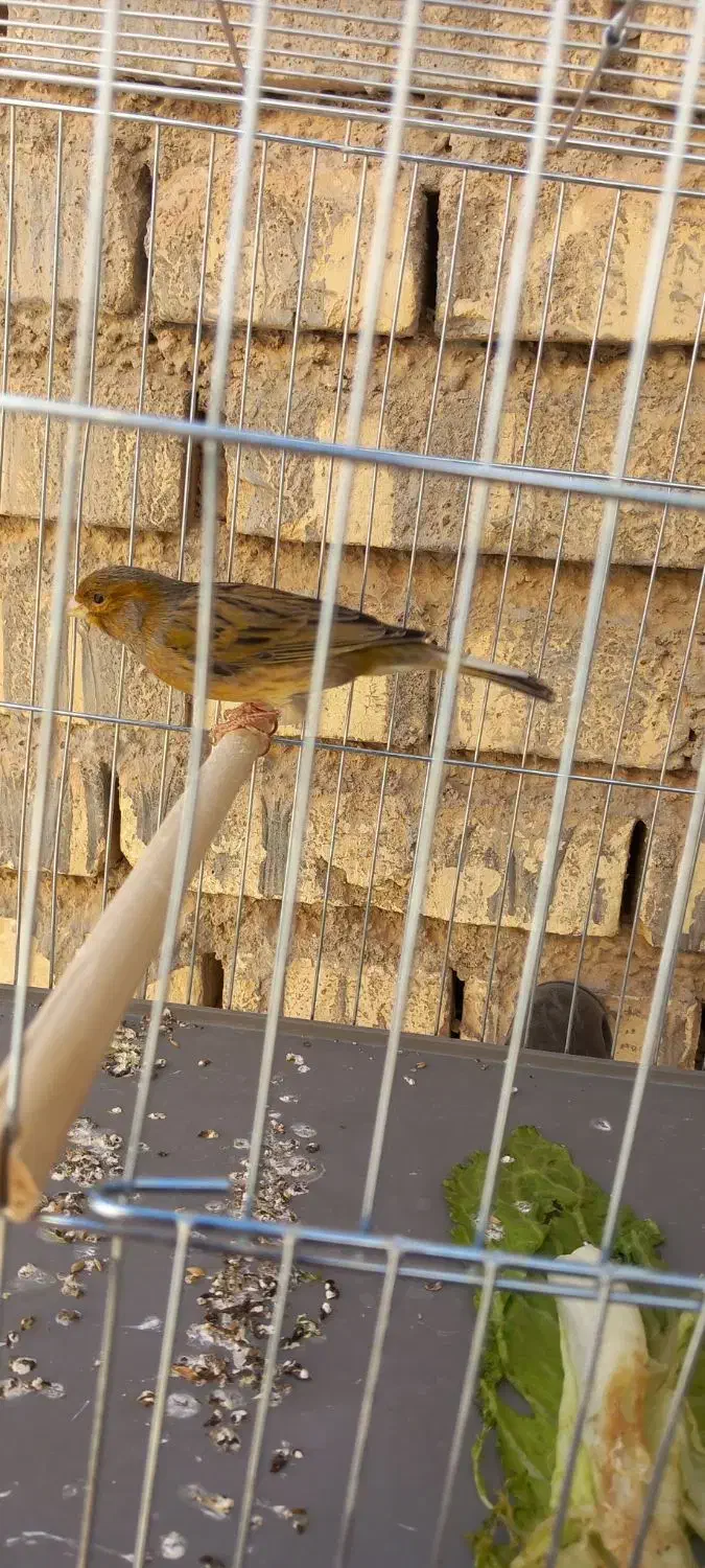 اهواز حمیدیه|پرنده|حمیدیه, |دیوار