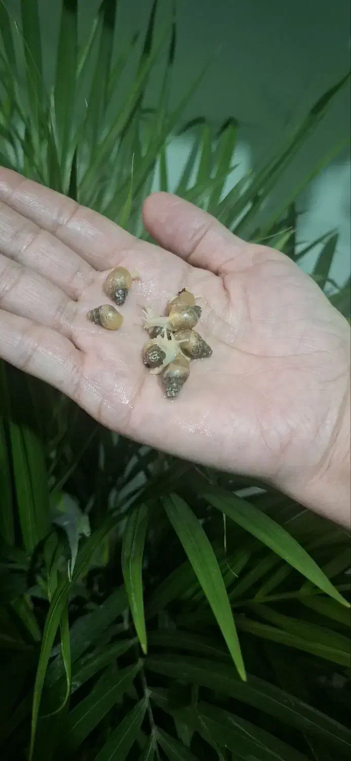 جوجه حلزون|خزنده|تهران, لویزان|دیوار