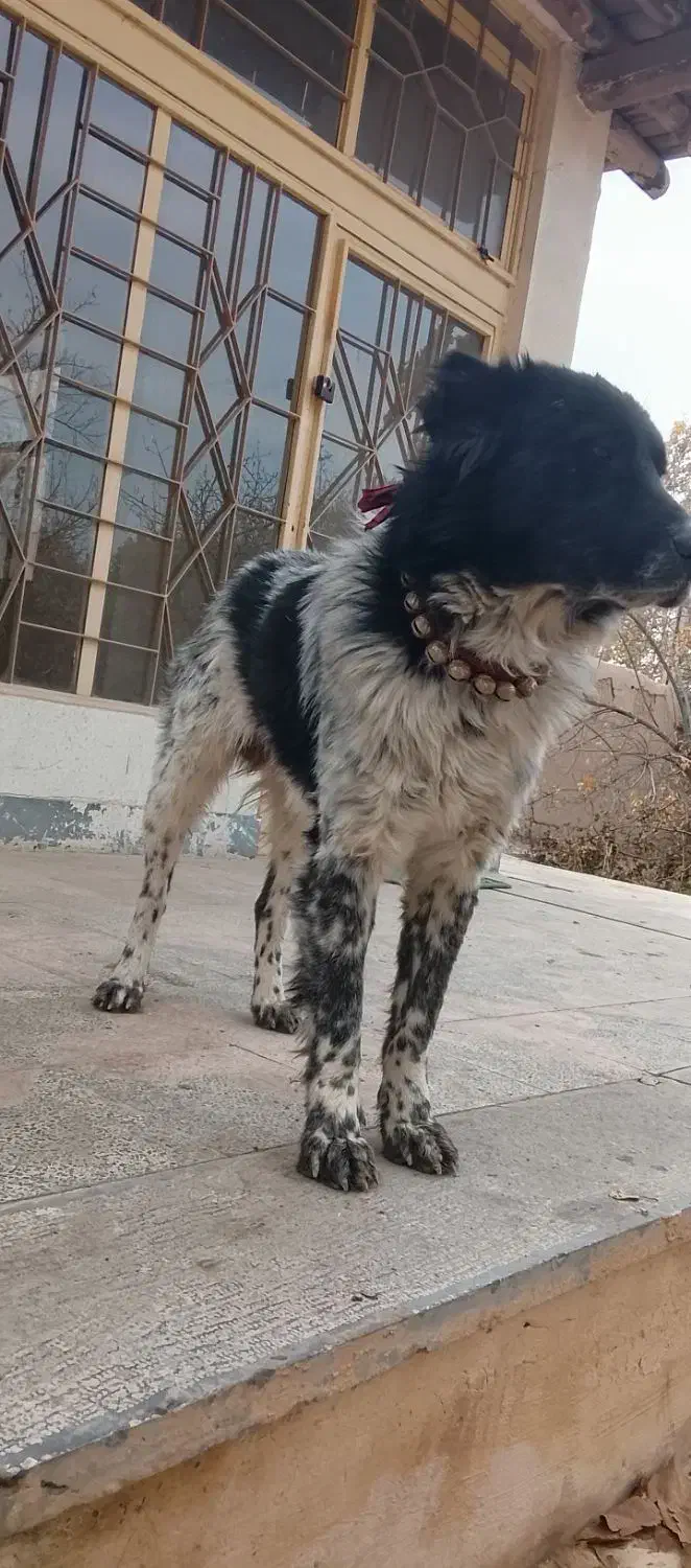 چند قلاده سگ گله|سگ|خمینی‌شهر, |دیوار