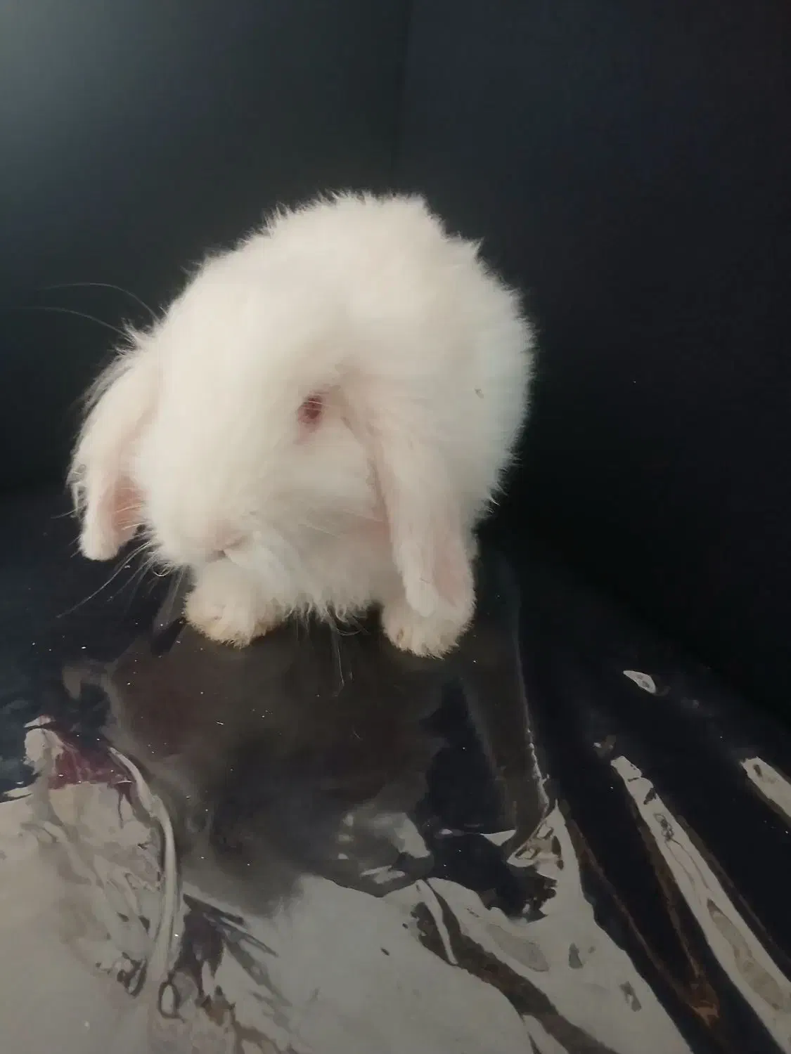 خرگوش لپی اصل|موش و خرگوش|رفسنجان, |دیوار