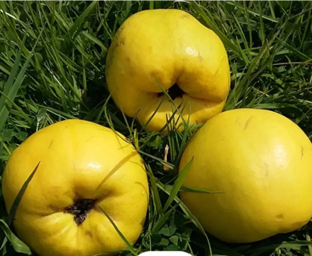 فروش به سبدی|خوردنی و آشامیدنی|شیراز, فرهنگ شهر|دیوار