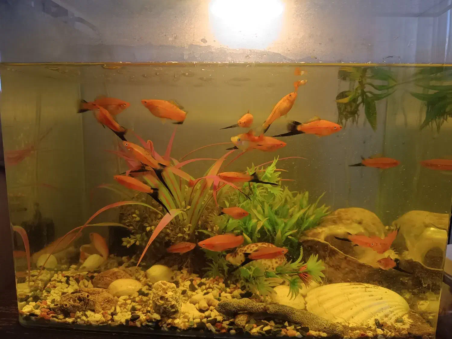 تعدادی ماهی دم شمشیری سواردتل و کت فیش با اکواریوم|ماهی|تهران, مهران|دیوار