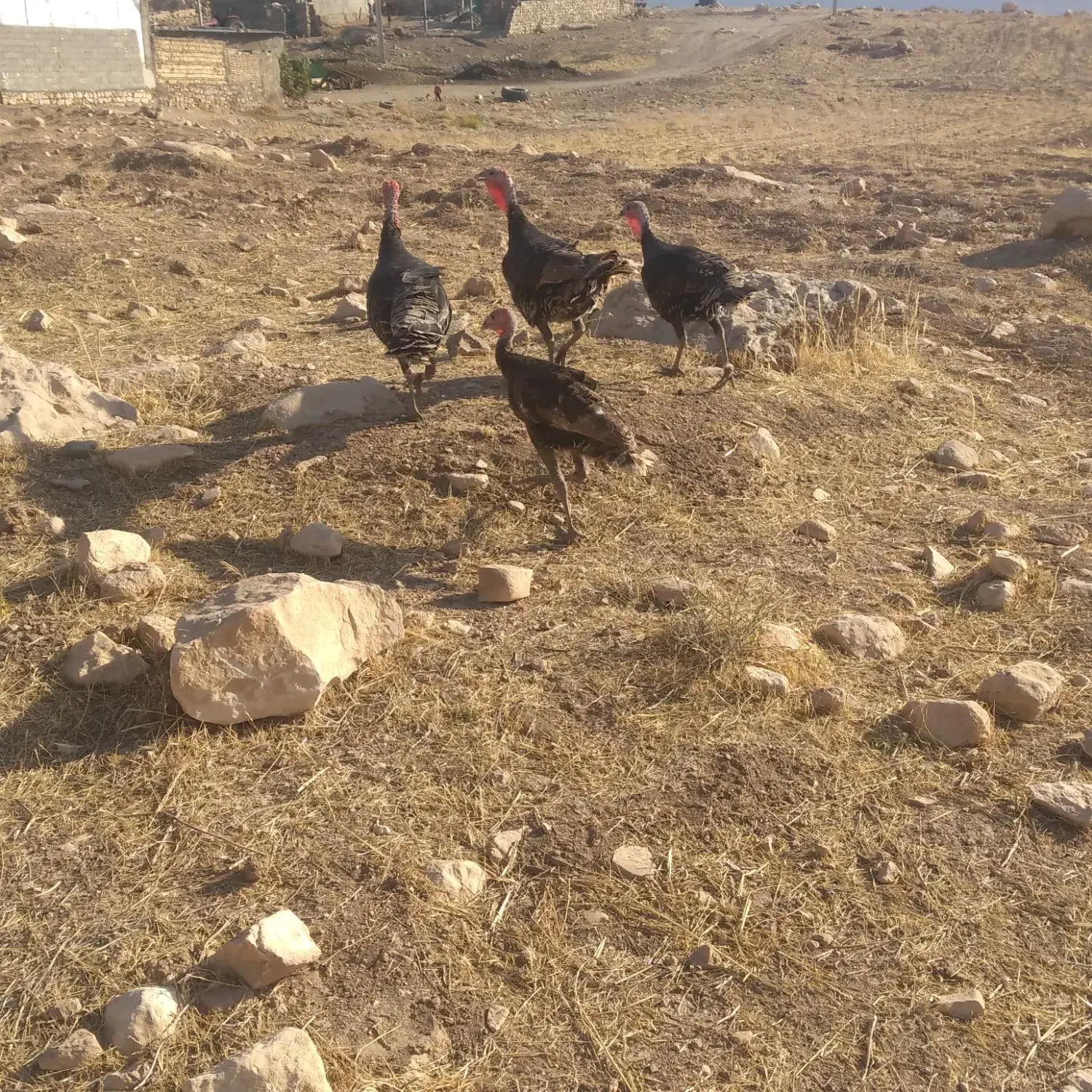 بوقلمون ومرغ|حیوانات مزرعه|کوهدشت, |دیوار