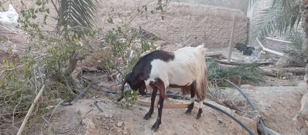 بز ماده|حیوانات مزرعه|سراوان, |دیوار