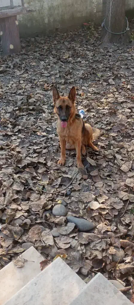 ژرمن شپهرد فول اموزش نگهبان|سگ|بندر انزلی, دهکده ساحلی|دیوار