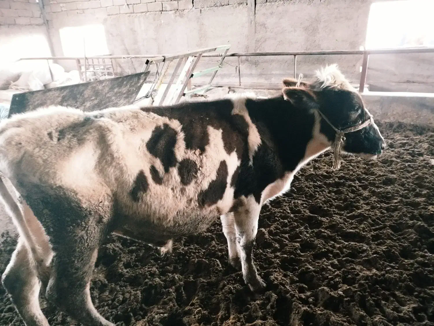 گوساله فروشی|حیوانات مزرعه|زاهدان, |دیوار