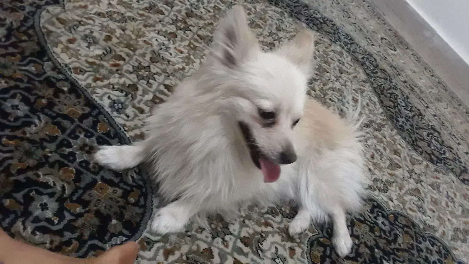 سگ پامر روباهی|سگ|چهاردانگه (تهران), |دیوار