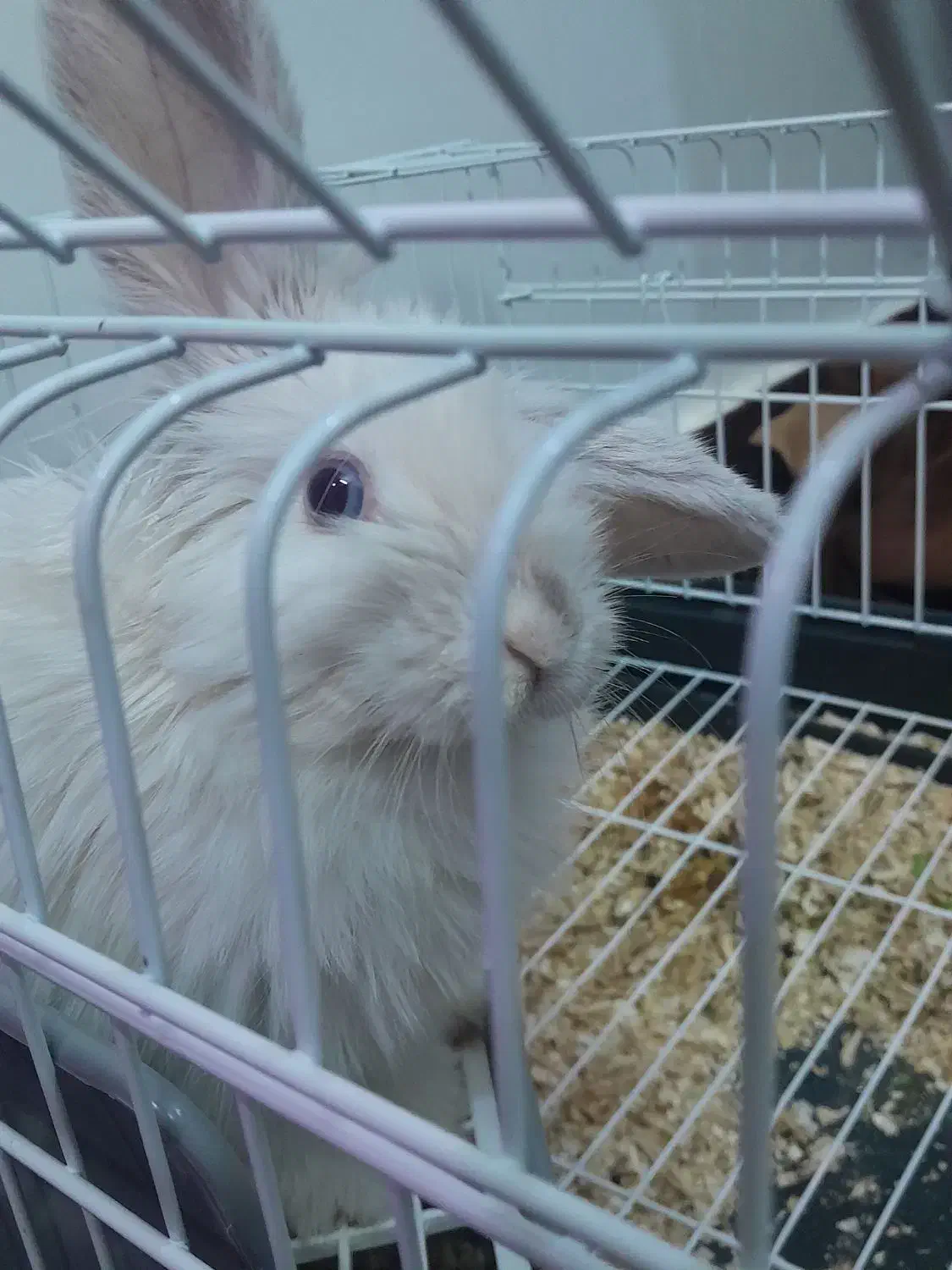 خرگوش لوپ خارجی|موش و خرگوش|نیشابور, شهید بهشتی|دیوار