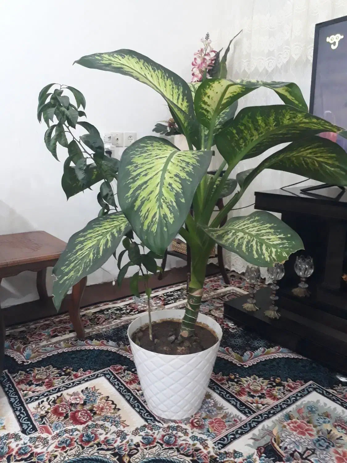 گل دیفن باخیا|گل و گیاه طبیعی|هیر, |دیوار