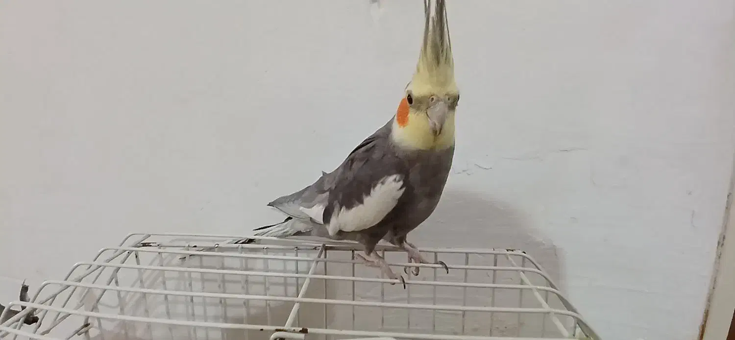 عروس هلندی|پرنده|نهاوند, |دیوار