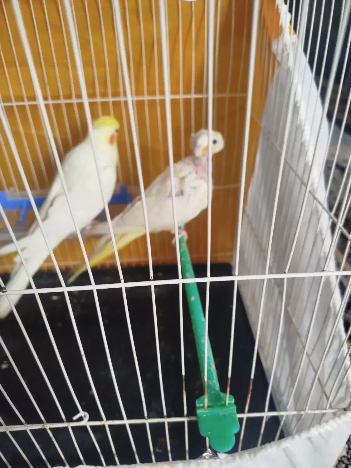 عروس هلندی|پرنده|مشهد, شهید احمدی روشن|دیوار