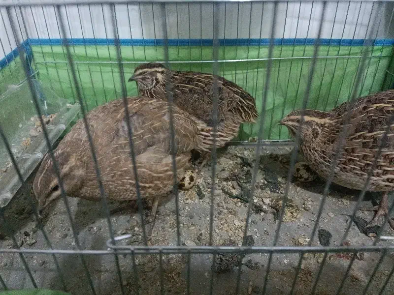 بلدرچین|حیوانات مزرعه|هشتگرد, سیف آباد|دیوار