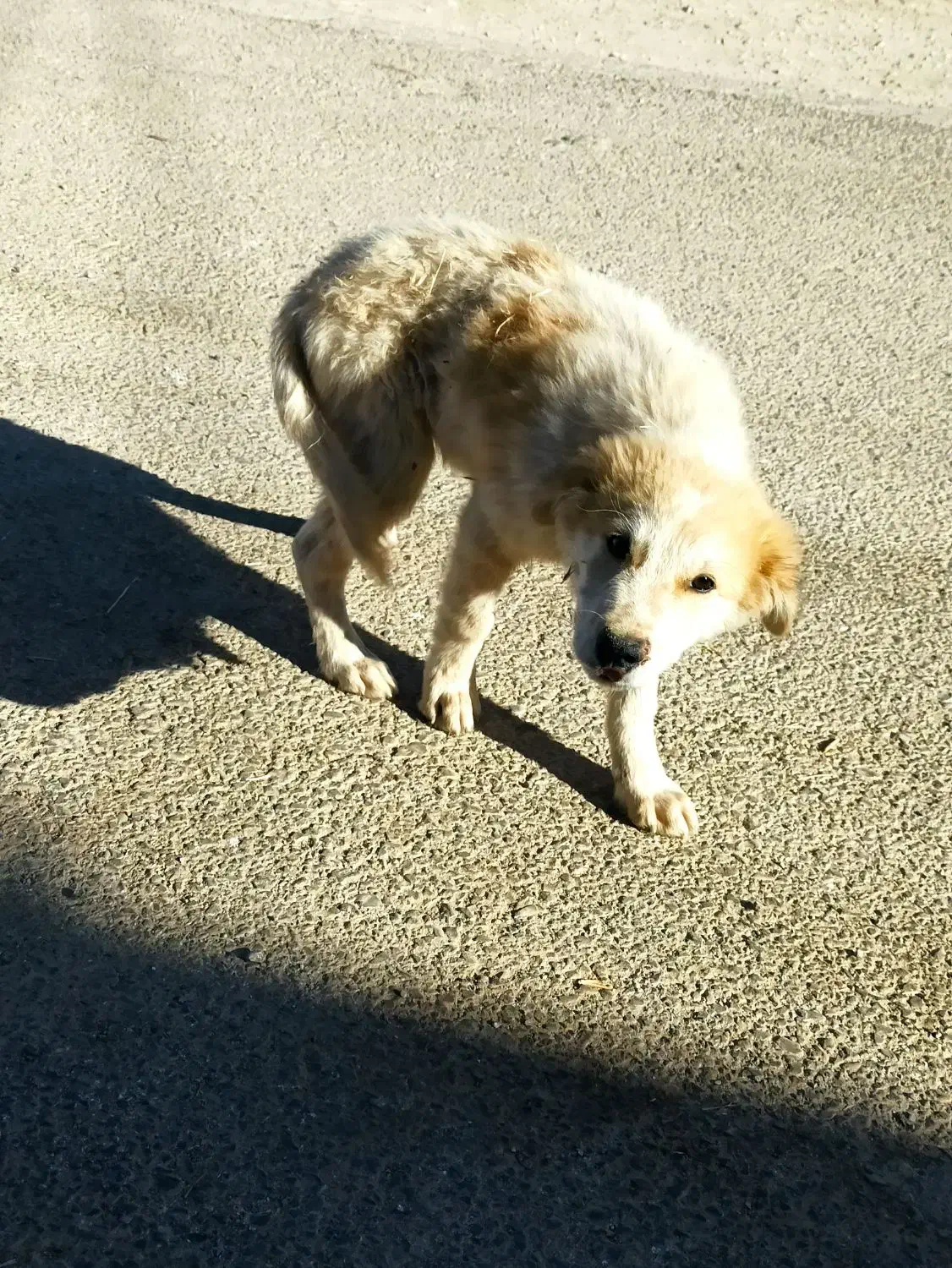 توله سگ سفید|سگ|گیلان غرب, |دیوار