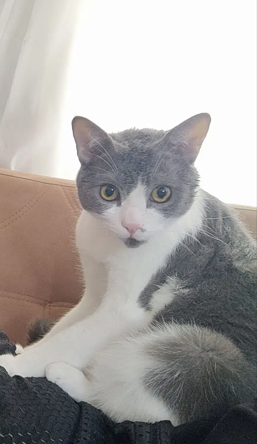 واگذاری گربه|گربه|کنارک, |دیوار