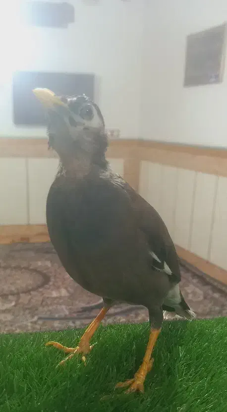 فروش مرغ مینا فنچ نرگسی جوجه عروس هلندی ج کوتوله|پرنده|میرجاوه, |دیوار