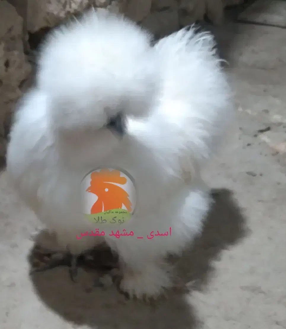 جوجه مرغ 1 روزه ( ابریشمی ، آیام سمانی )|حیوانات مزرعه|مشهد, کوی دروی|دیوار