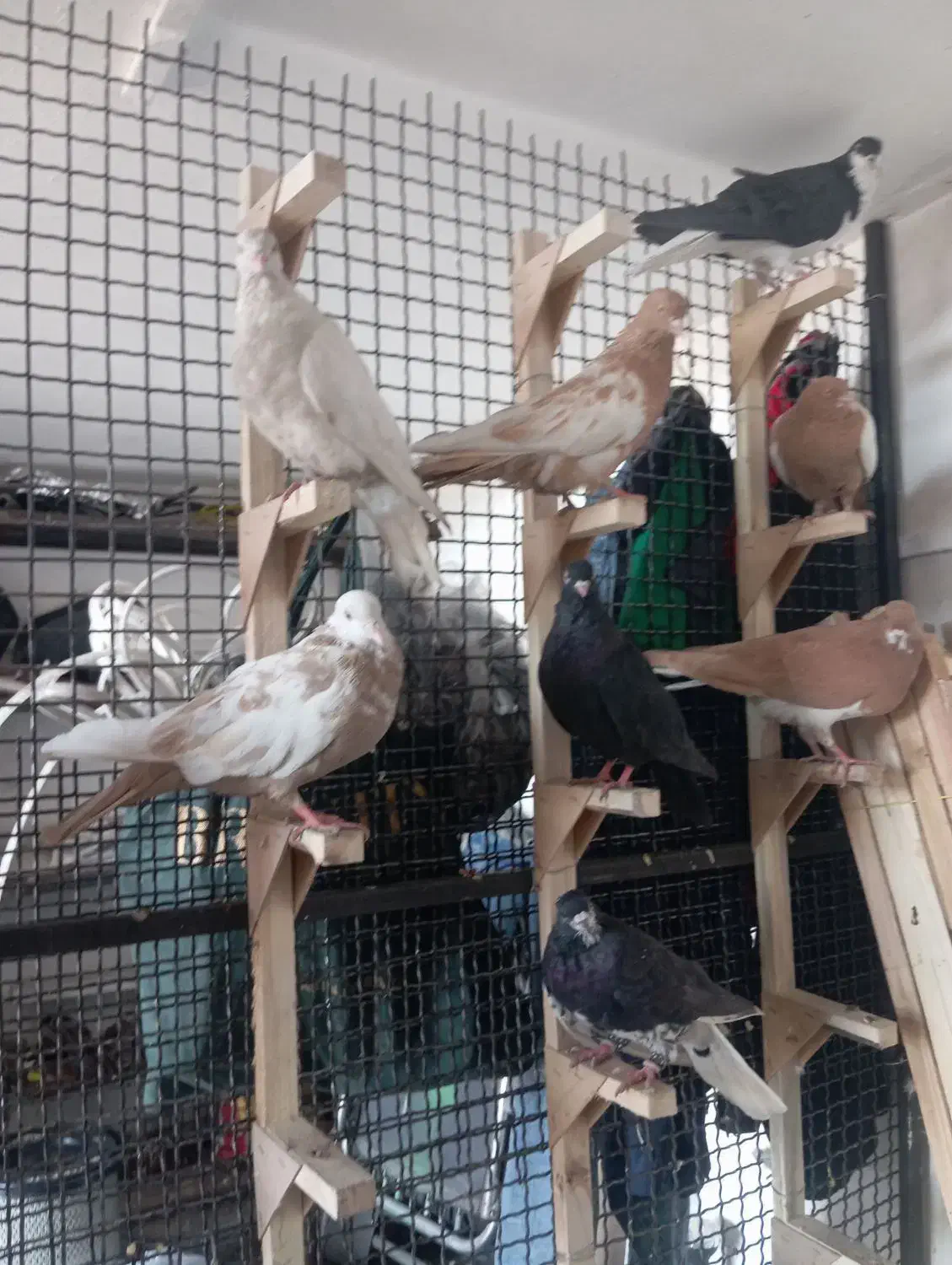 چندتا کفتر هوایی گرفتنی. فقط رو هم|پرنده|شیراز, وزیرآباد|دیوار