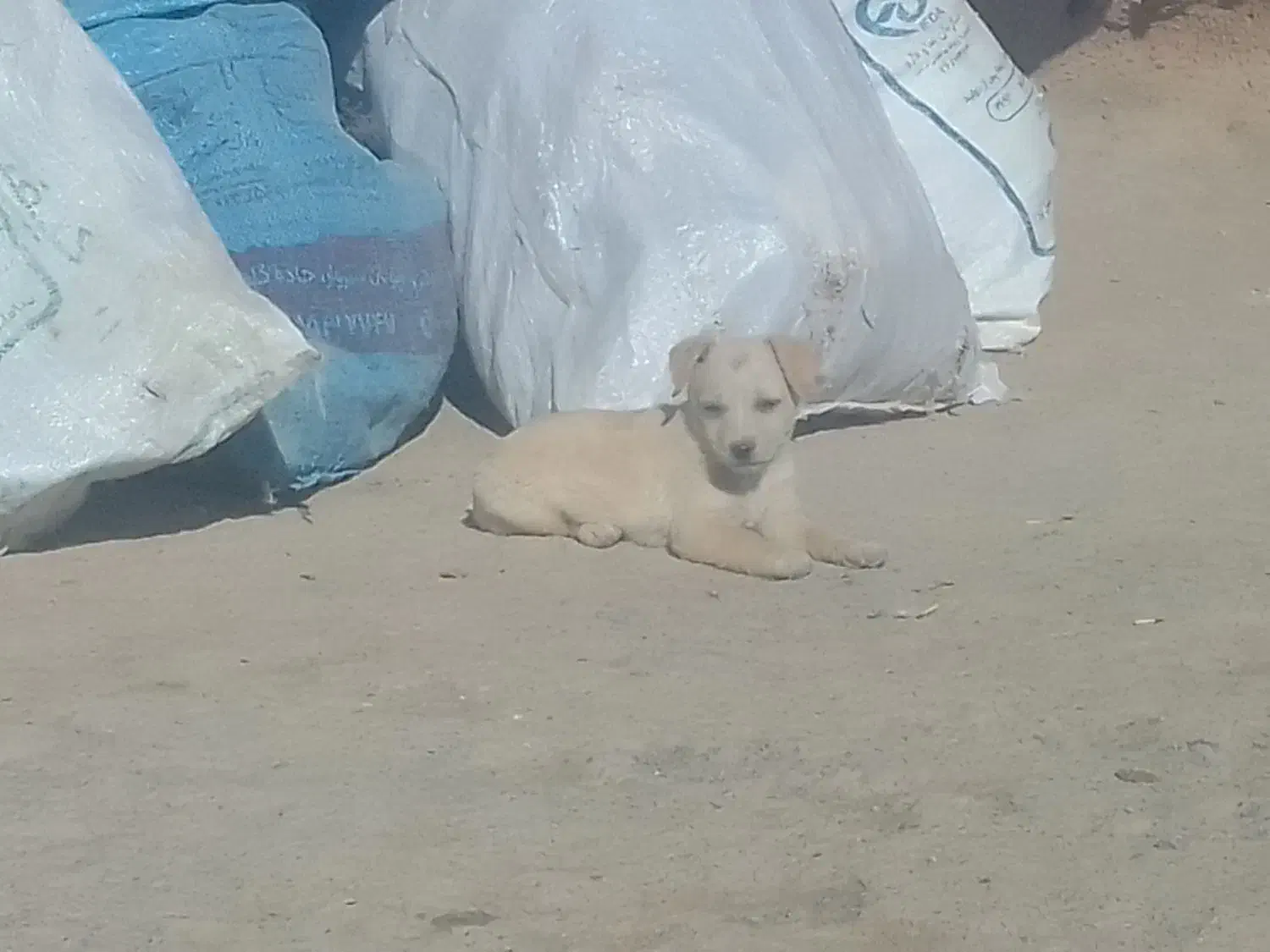 پاپی ناز پاهوش خانگی|سگ|جلگه رخ, |دیوار