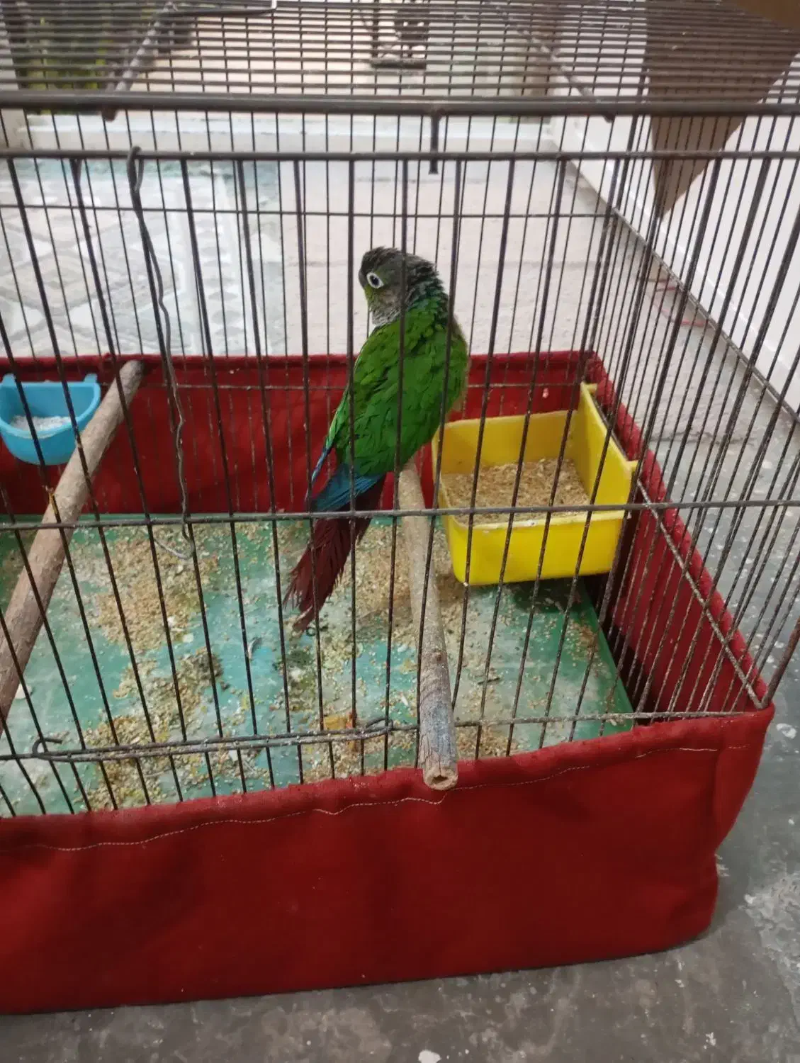 طوطی گرینچیک نر مست|پرنده|شوشتر, |دیوار