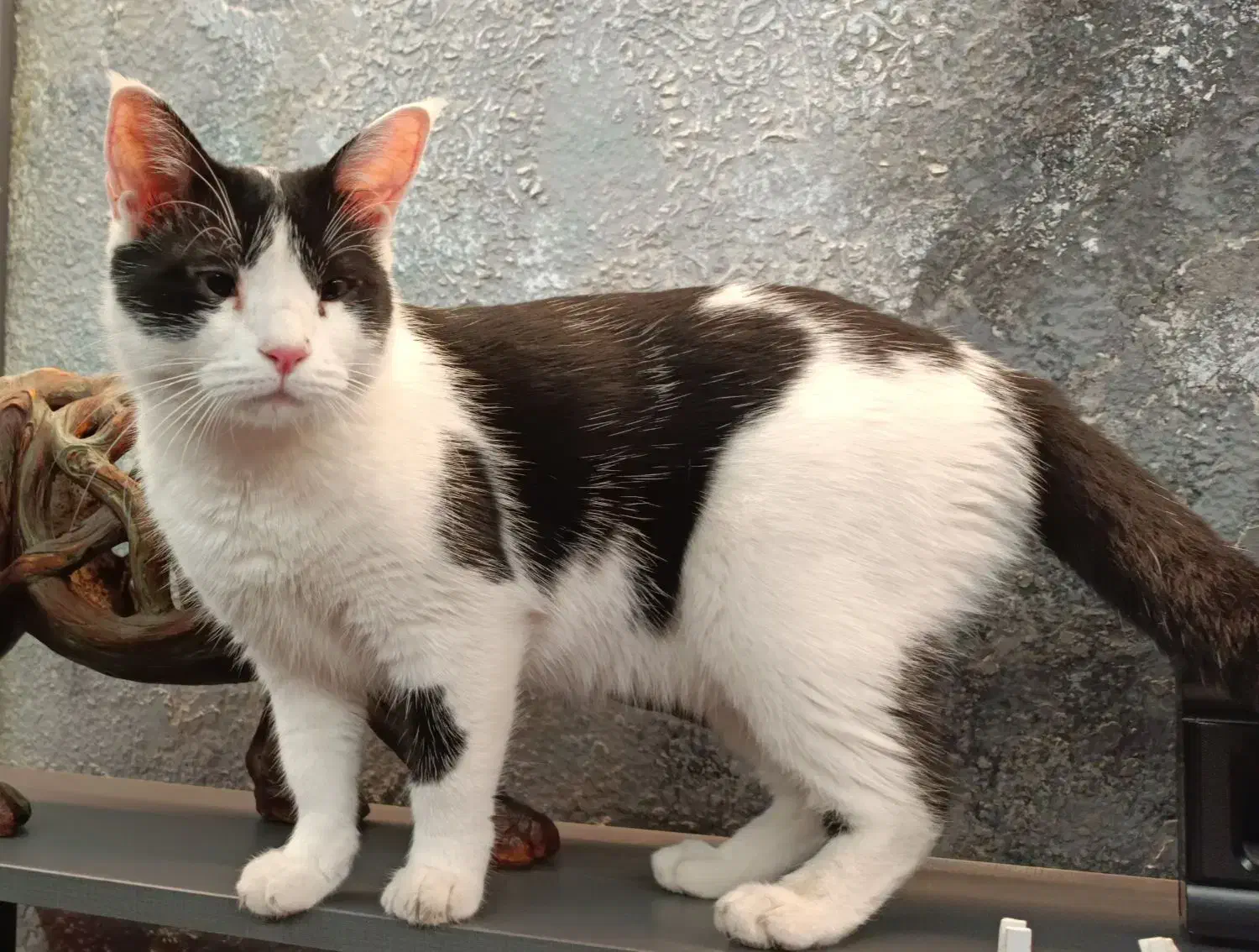 گمشده (مژدگانی 30 میلیون) محدوده پارامونت|حیوانات|شیراز, زند|دیوار