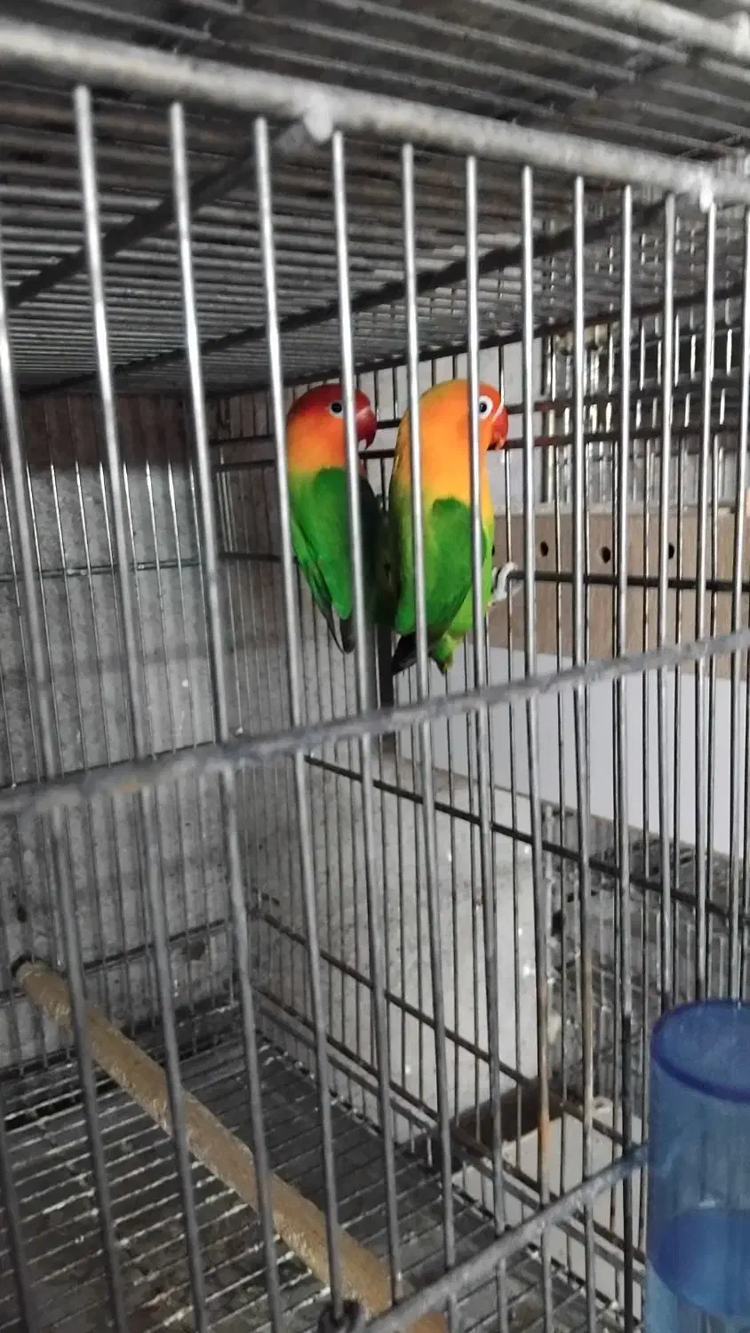 کتوله باتخم|پرنده|آران و بیدگل, |دیوار