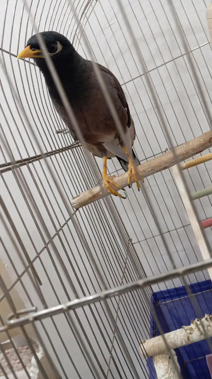 پرنده|پرنده|پاکدشت, پاکدشت (مامازند)|دیوار