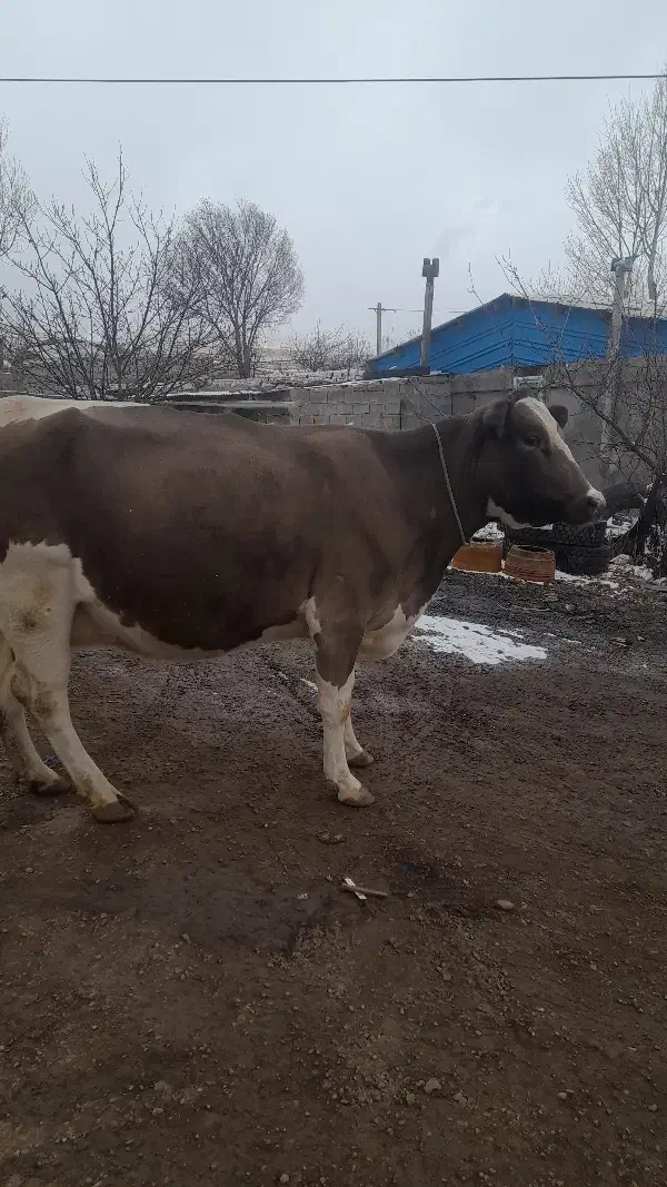 گاو آبستن سیمنتال|حیوانات مزرعه|ورزقان, |دیوار