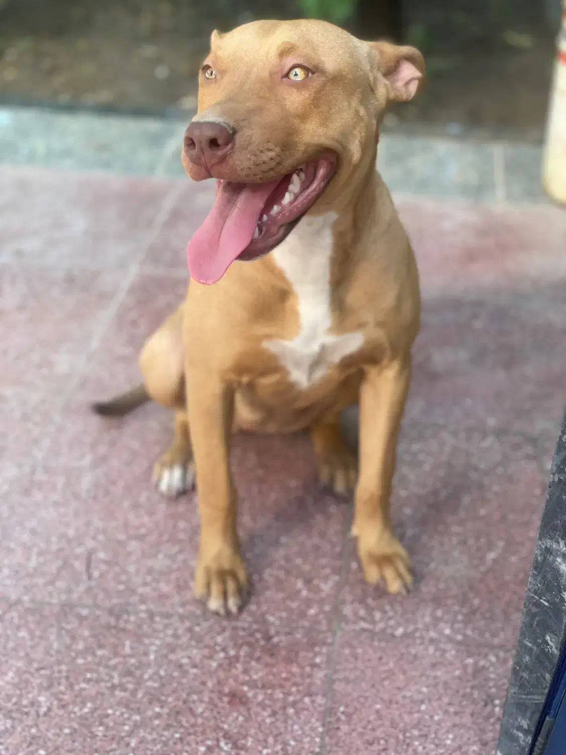 پیتبول فروشی|سگ|کرمان, |دیوار