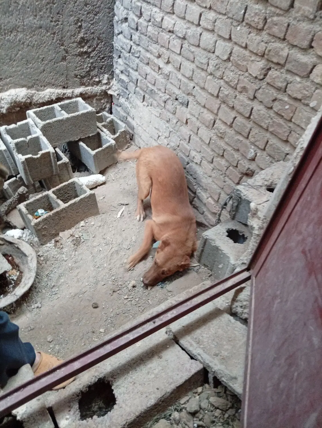 سگ نگهبان|سگ|زاهدان, |دیوار