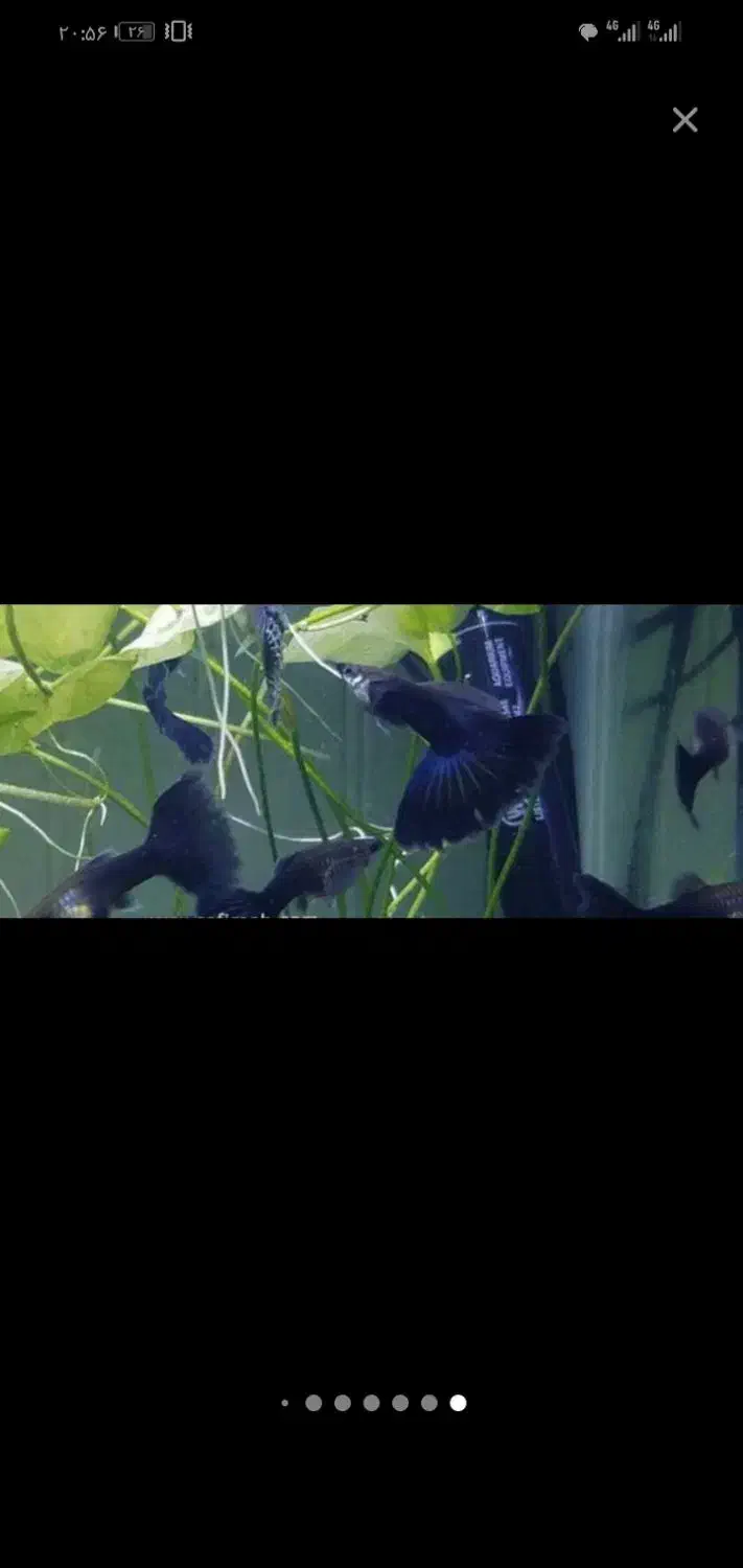 گوپی وارداتی|ماهی|تربتحیدریه, فردوسی جنوبی|دیوار