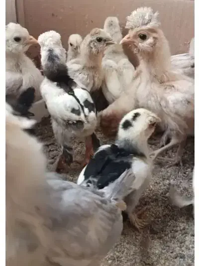 جوجه مرغ و خروس هایه زینتی دو ماهه|حیوانات مزرعه|کاشمر, |دیوار