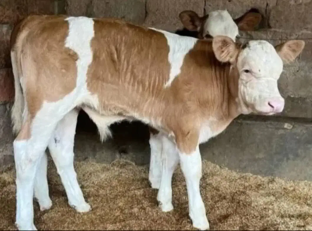 دام‌شهر بندرترکمن فروش بهترین گوساله پرواری|حیوانات مزرعه|ساوه, |دیوار