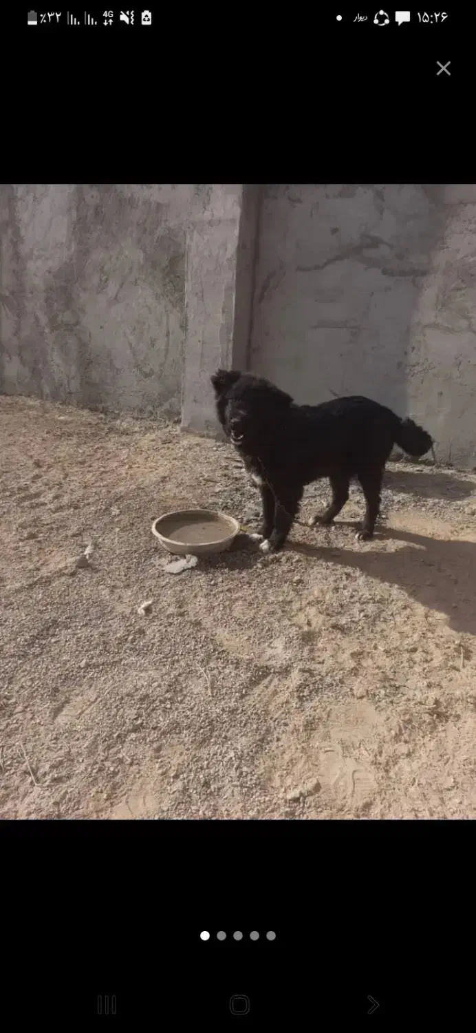 واگذاری توله نرقدرجونی|سگ|جرقویه, |دیوار