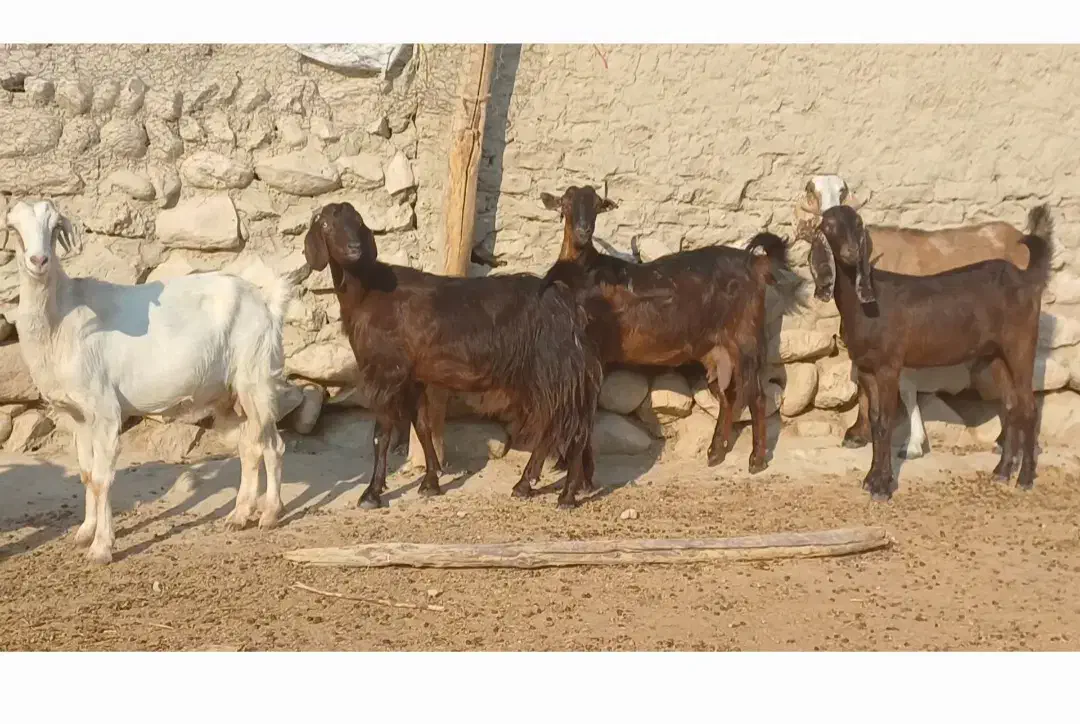 ۳۰ راس بزکهره دار و ابستن داشتی جوان|حیوانات مزرعه|لامرد, |دیوار