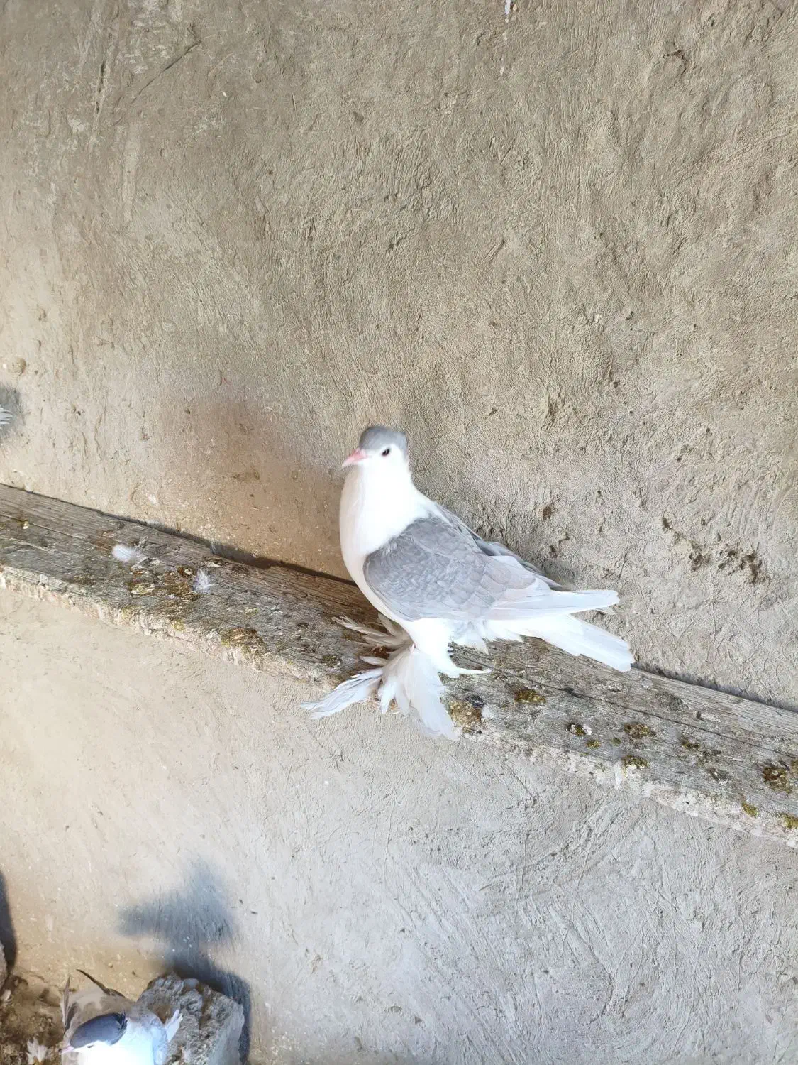 کفتر لاهوری تمیز فروشی|پرنده|پیشین, |دیوار