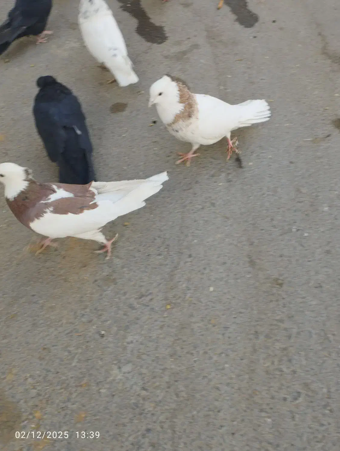 کبوتر گلی|پرنده|بن, |دیوار