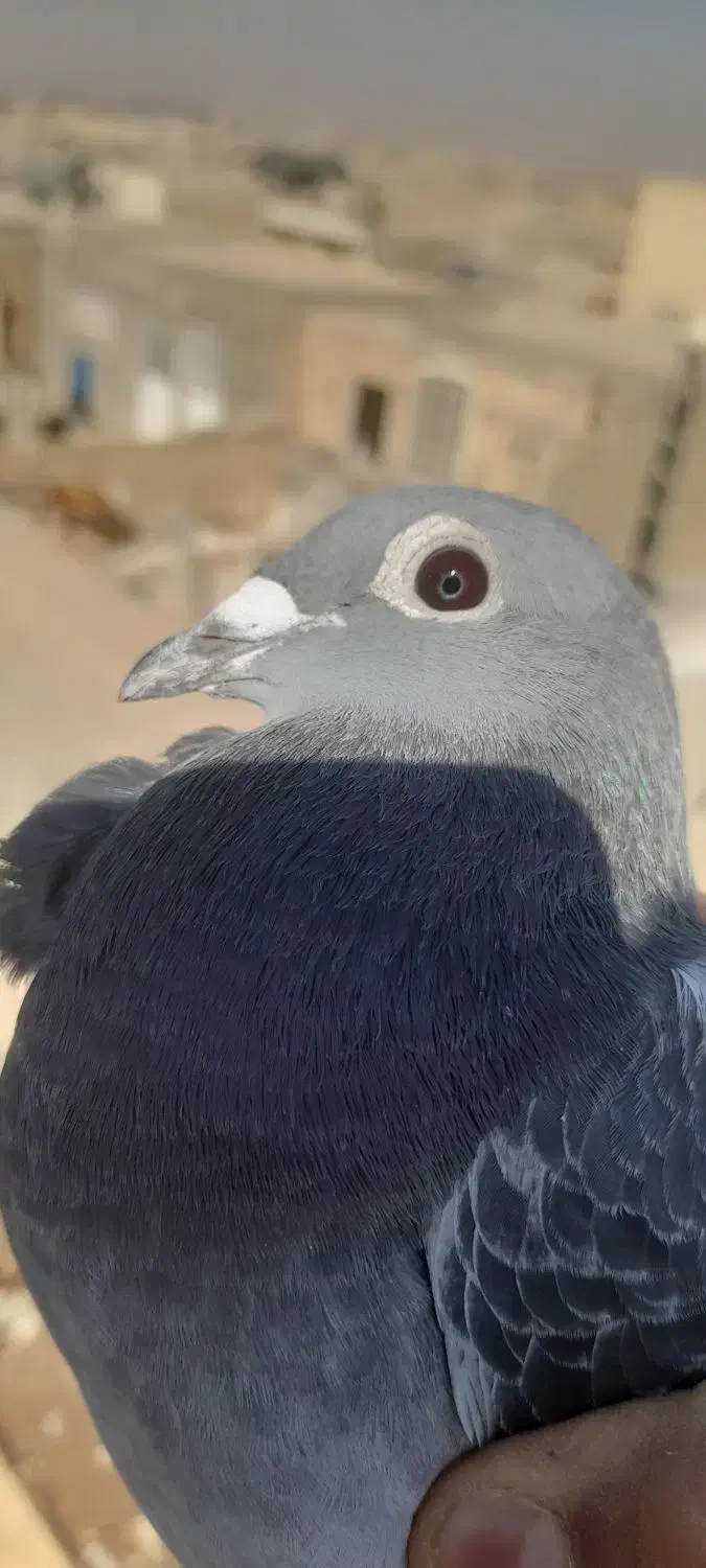 کبوترپلاکی|پرنده|حمیدیا, |دیوار