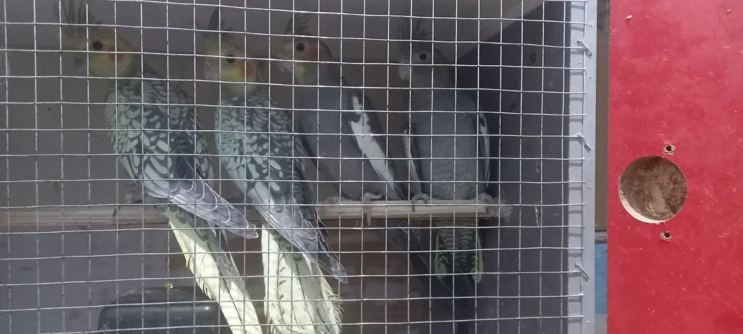 جوجه عروس|پرنده|مشهد, نوید|دیوار