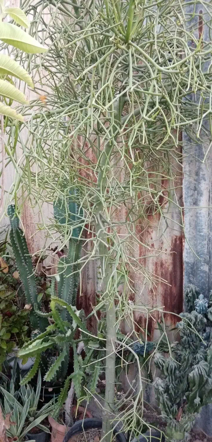 کاکتوس شاخ گوزنی 3متری|گل مصنوعی|بوشهر, |دیوار