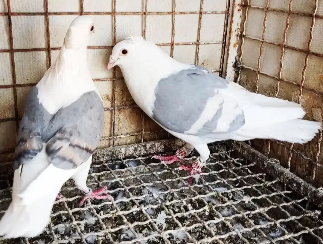 کبوتر دوکت|پرنده|فیروزآباد (فارس), |دیوار