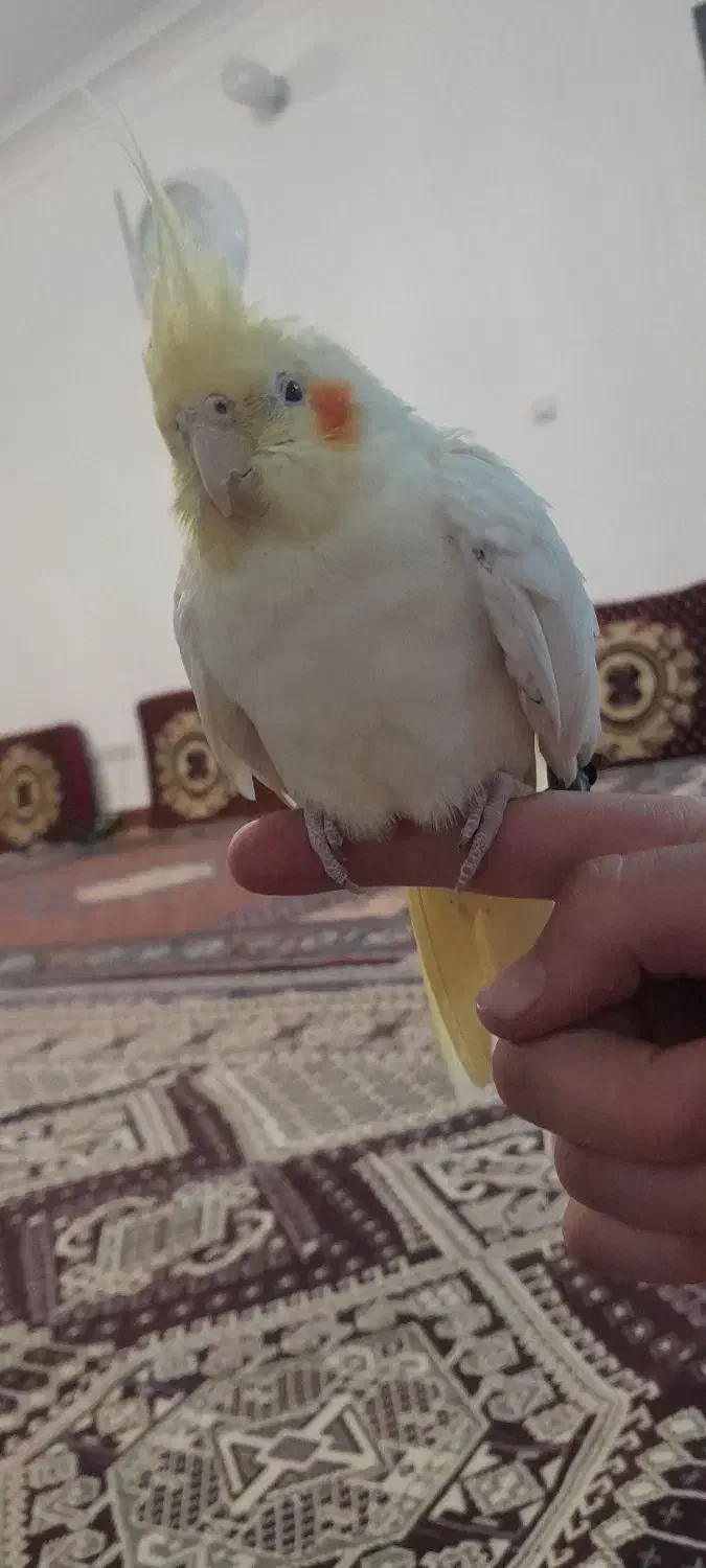 عروس هلندی|پرنده|مشگین شهر, |دیوار