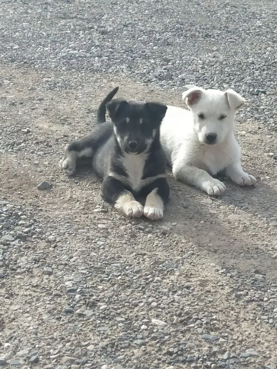 کوچوک پاپی|سگ|تربت جام, جامرود|دیوار