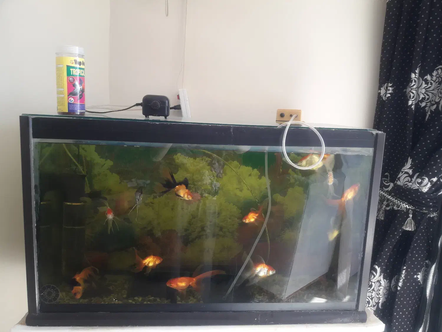 فروش آکواریوم وماهی پمپ اکسیژن وتزیینات داخلی|ماهی|فرخشهر, |دیوار