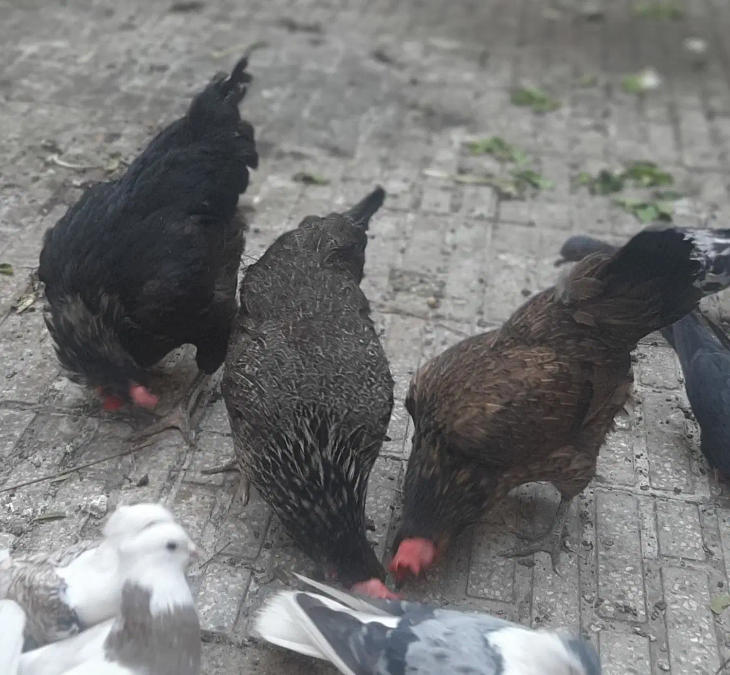 مرغ رسمی جوان تخم کن|حیوانات مزرعه|قم, ناصردیوان|دیوار