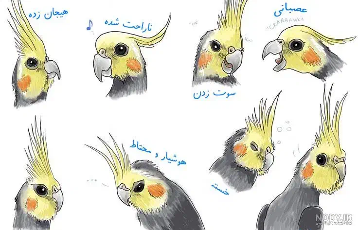 عروس هلندی پیدا شده|حیوانات|یزد, |دیوار