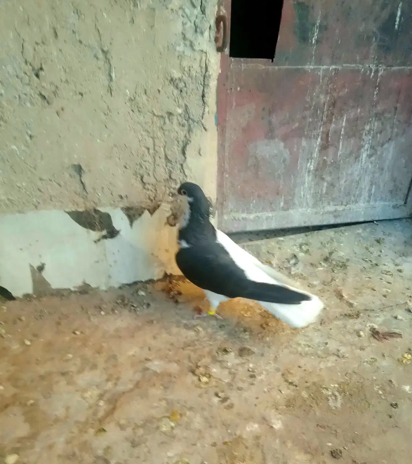 چپ سیاه ماده آس|پرنده|تاکستان, |دیوار