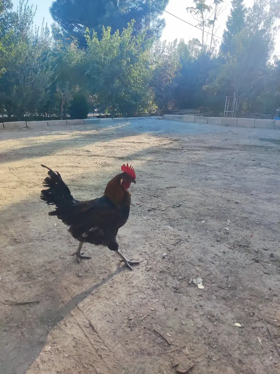 فروش خروس محلی|حیوانات مزرعه|رباطکریم, پرندک|دیوار